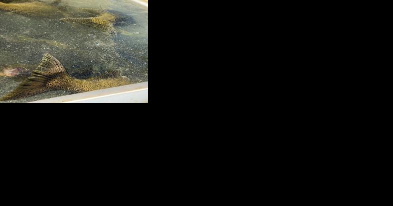 Salmon jammin': Fort Peck crews net, milk chinook to raise fish at hatchery - Vimarsana News