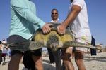 Climate UAE Sea Turtles