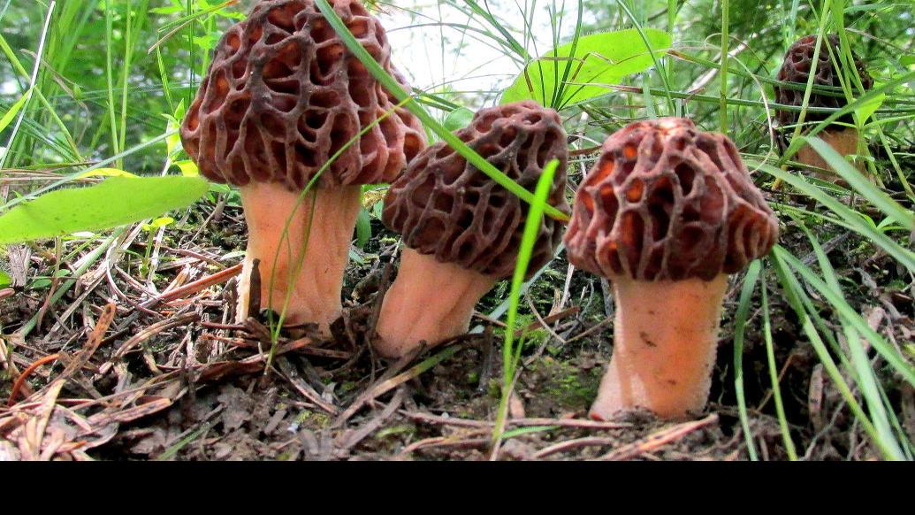 Last year's forest fires mean healthy morel mushroom crop in Montana