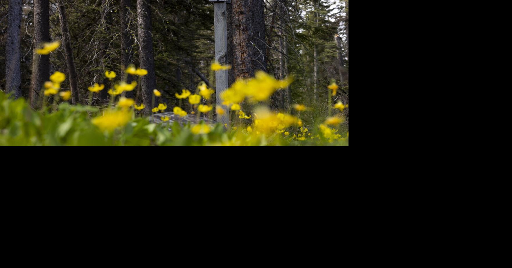 Photos: Volunteers help with CDT trail maintenance at annual event