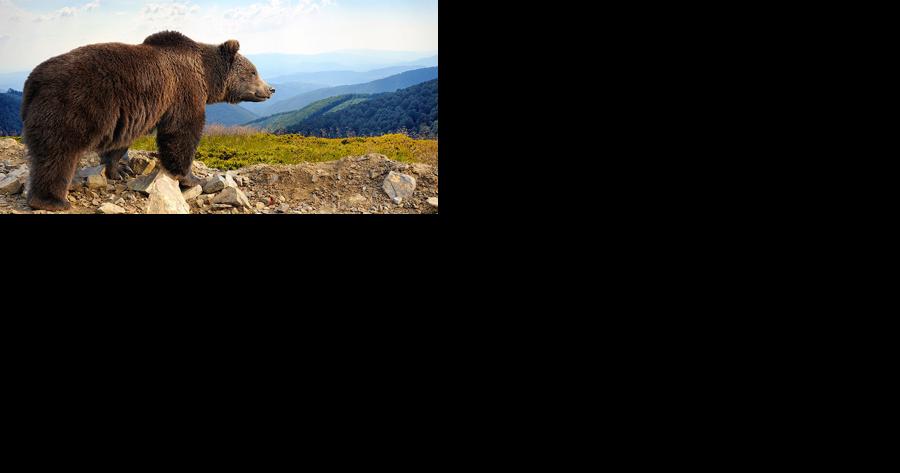 Outdoor briefs: Grizzly bear workshops; hearing on access agreements; state park development - Vimarsana News