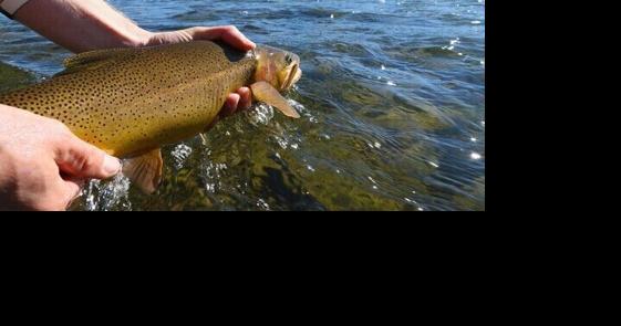 Wyoming fears dam flow reduction will harm Snake River fishery - Vimarsana News