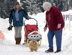 pomeranian sled dogs