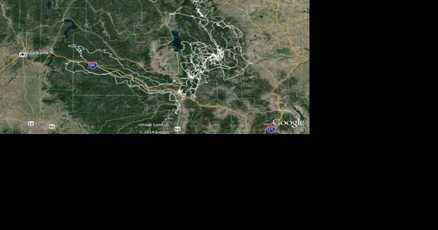 From Idaho to Montana, Ethyl the bear rambled 2,800 miles - Vimarsana News