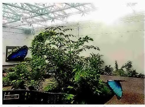 Missoula's New Butterfly House And Insectarium Set To Take Wing Dec. 6