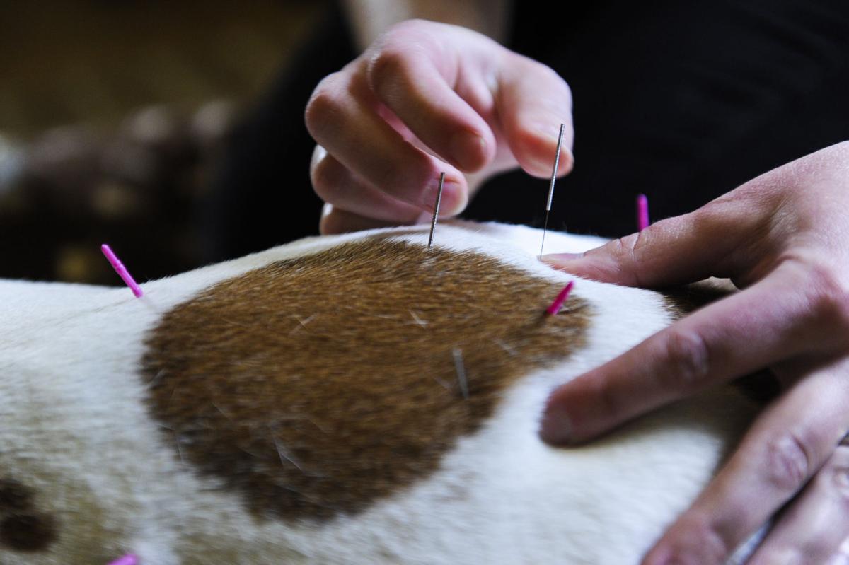 Veterinary acupuncturist brings Chinese methods to Helena Local