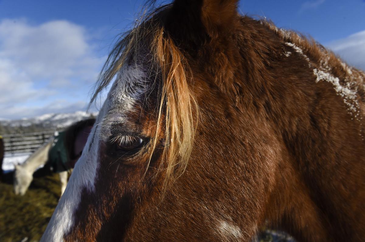 After rehabilitating the horses Davis plans on adopting them out and continuing to rescue more animals.
