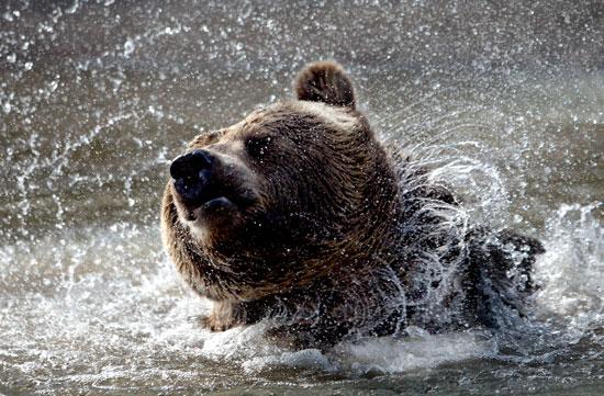 Bruno the bear checks out his new ZooMontana home