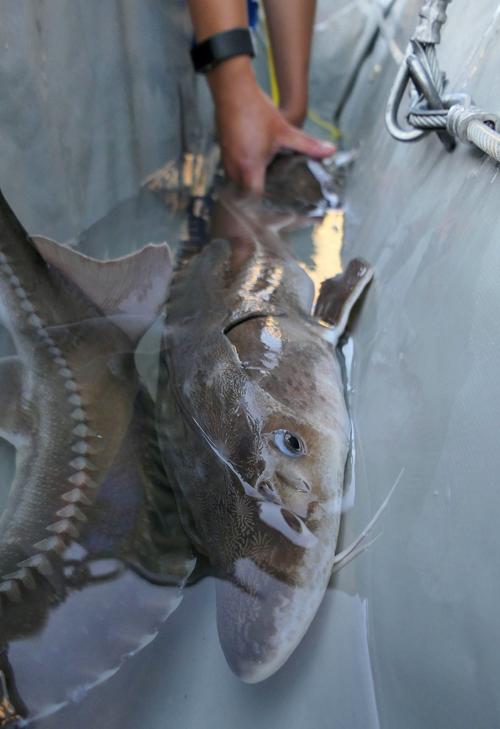 Sturgeon