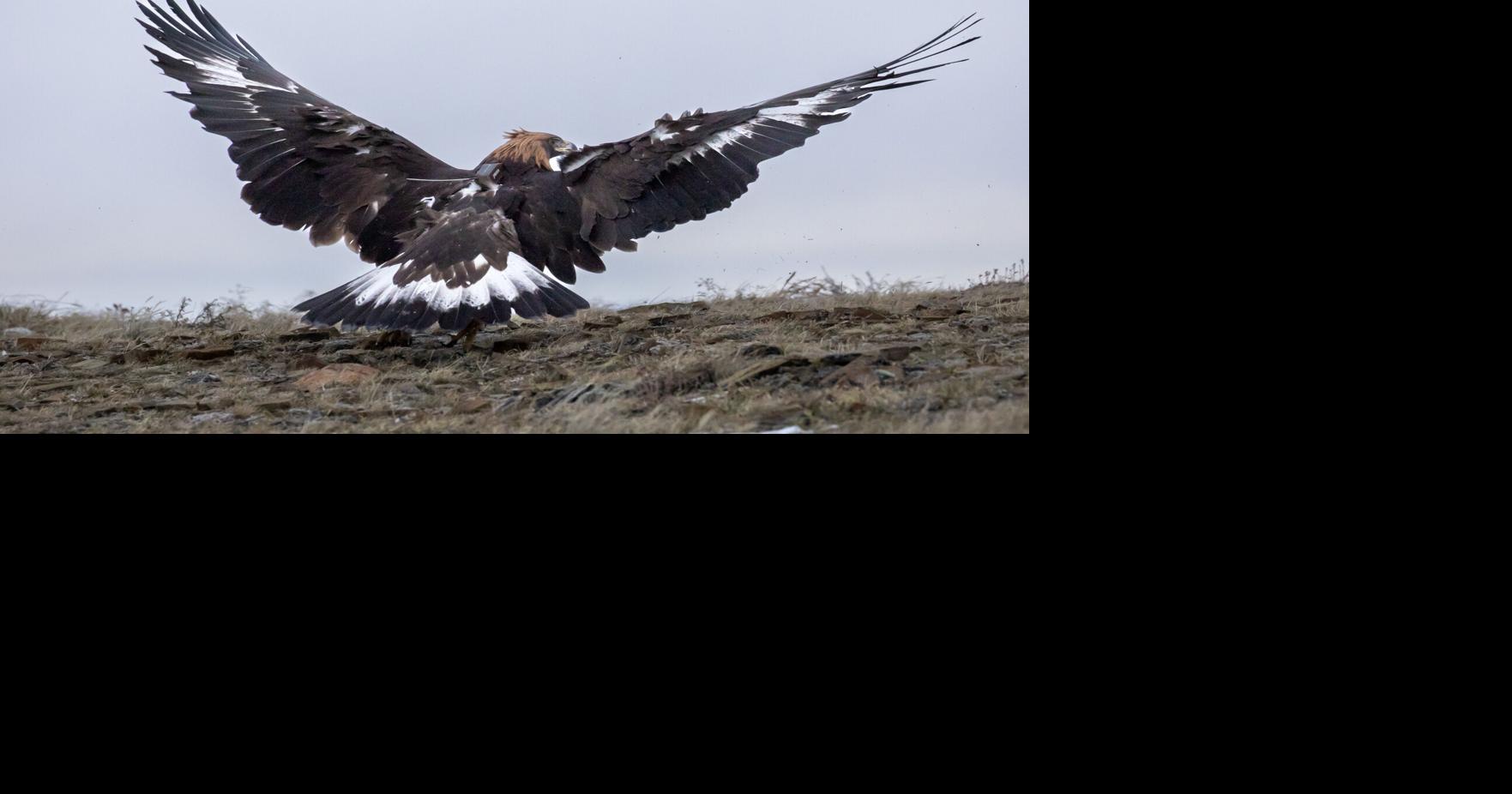 Golden eagles released near White Sulphur Springs