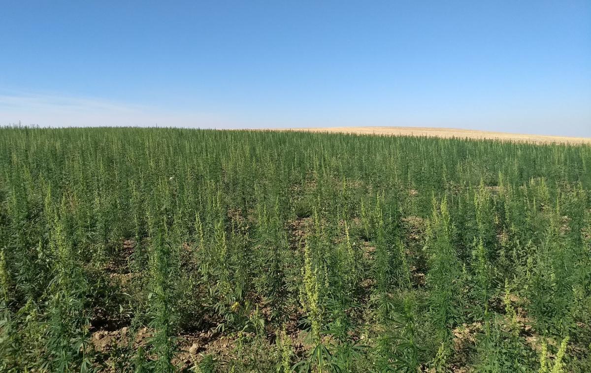 Hemp grows on a dry land farm