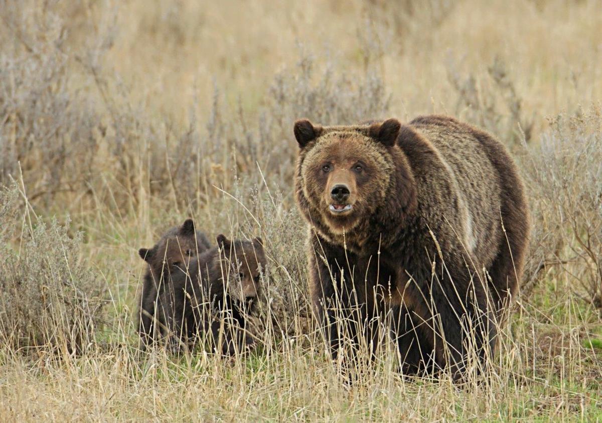 Grizzly bears