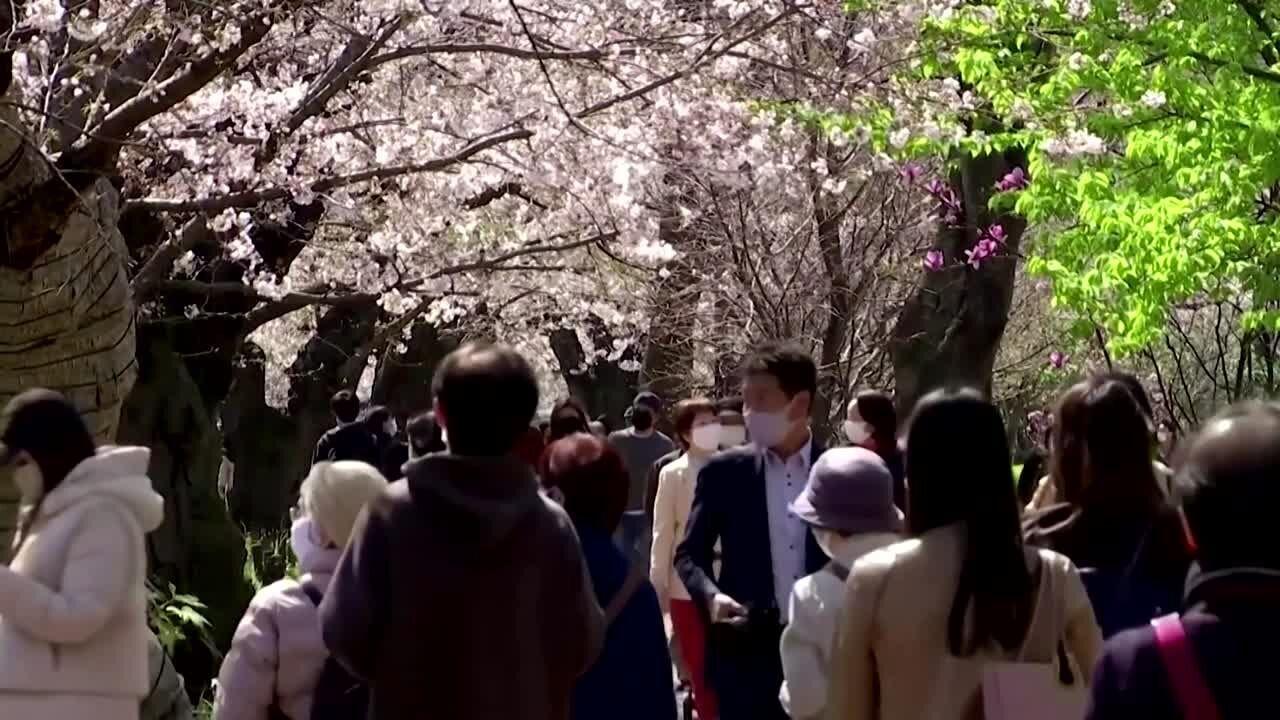 Japan's cherry blossoms bloom in early spring