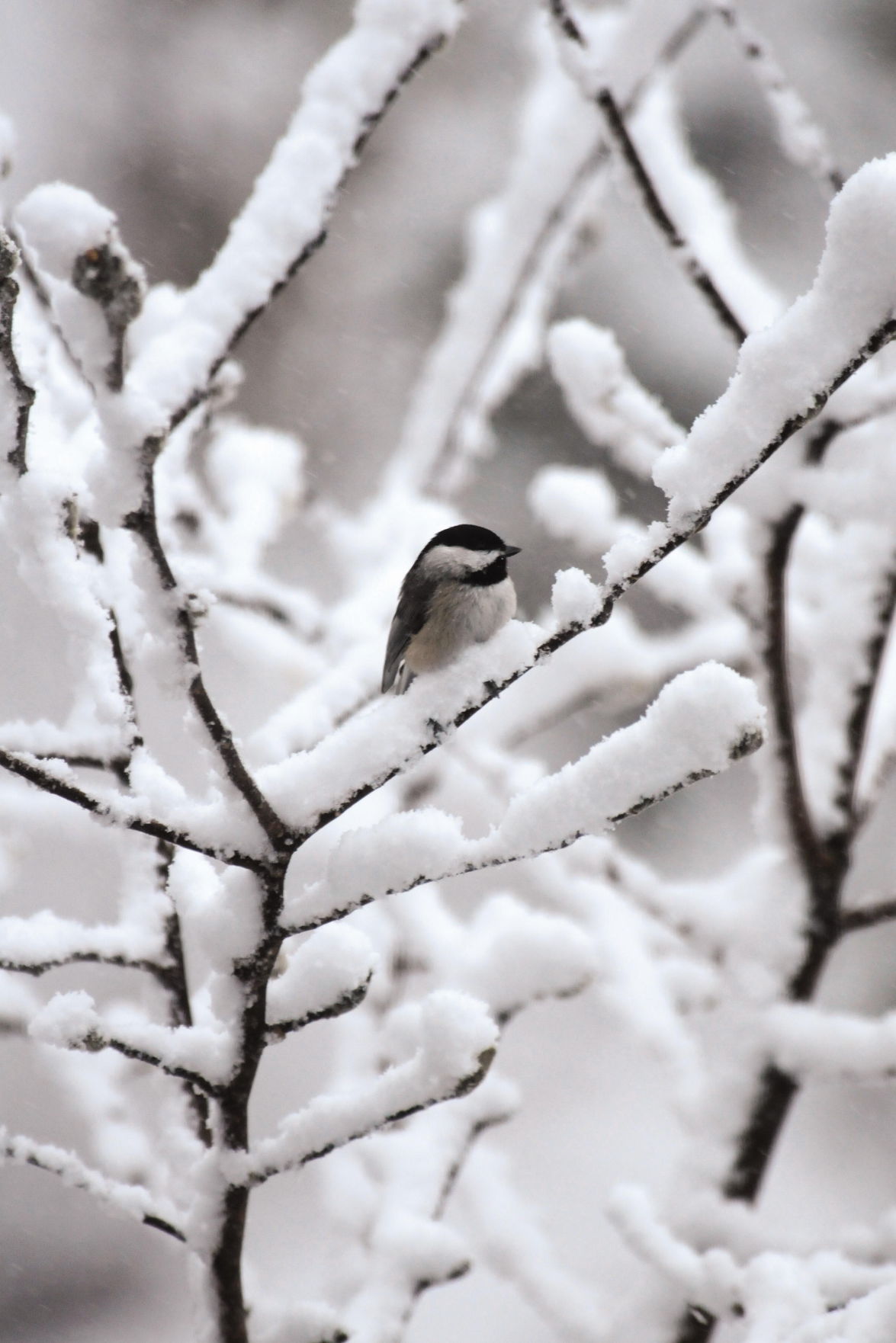 Here S How You Can Help The Birds In Your Backyard Survive