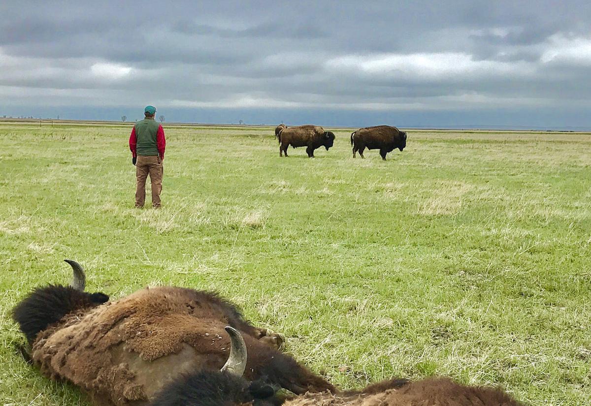 American Prairie Reserve offers bison hunts State & Regional