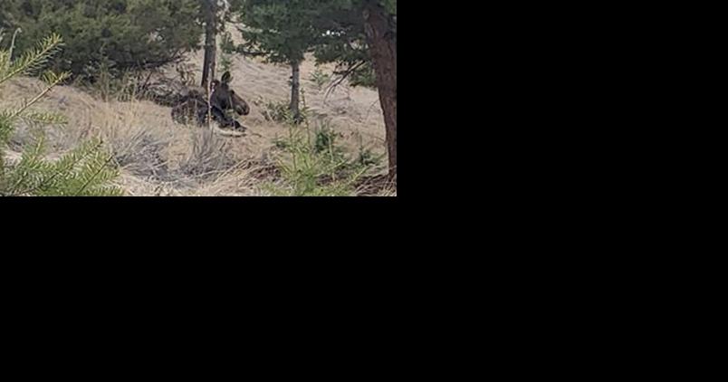 Moose dies after colliding with vehicle near Helena - Vimarsana News