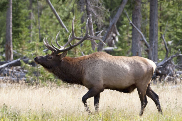 Elk numbers at or above target in north-central Montana | Outdoors ...