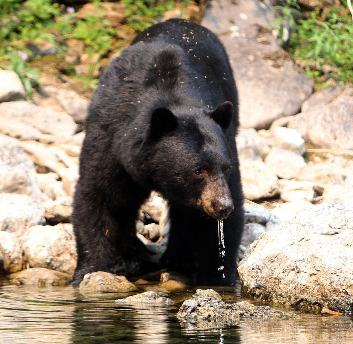 Glacier S Rising Sun Campground Off Limits To Tents After Bear