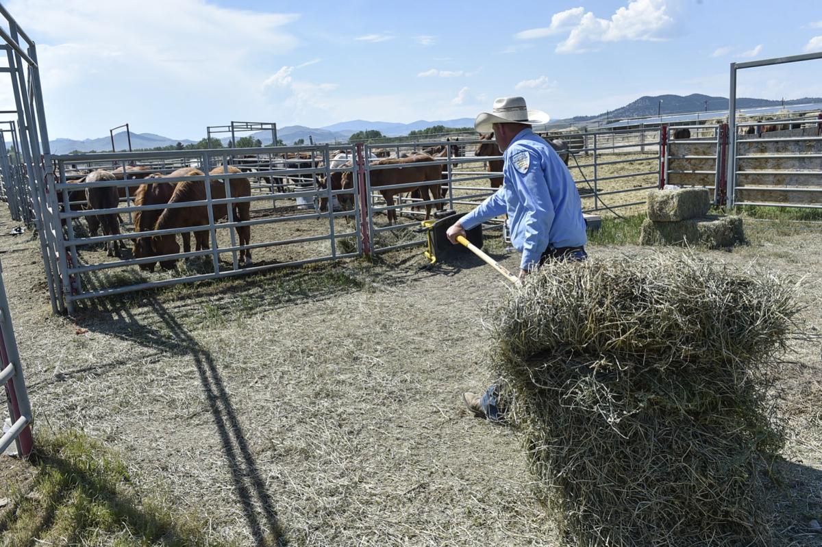 Seized Horses in Helena