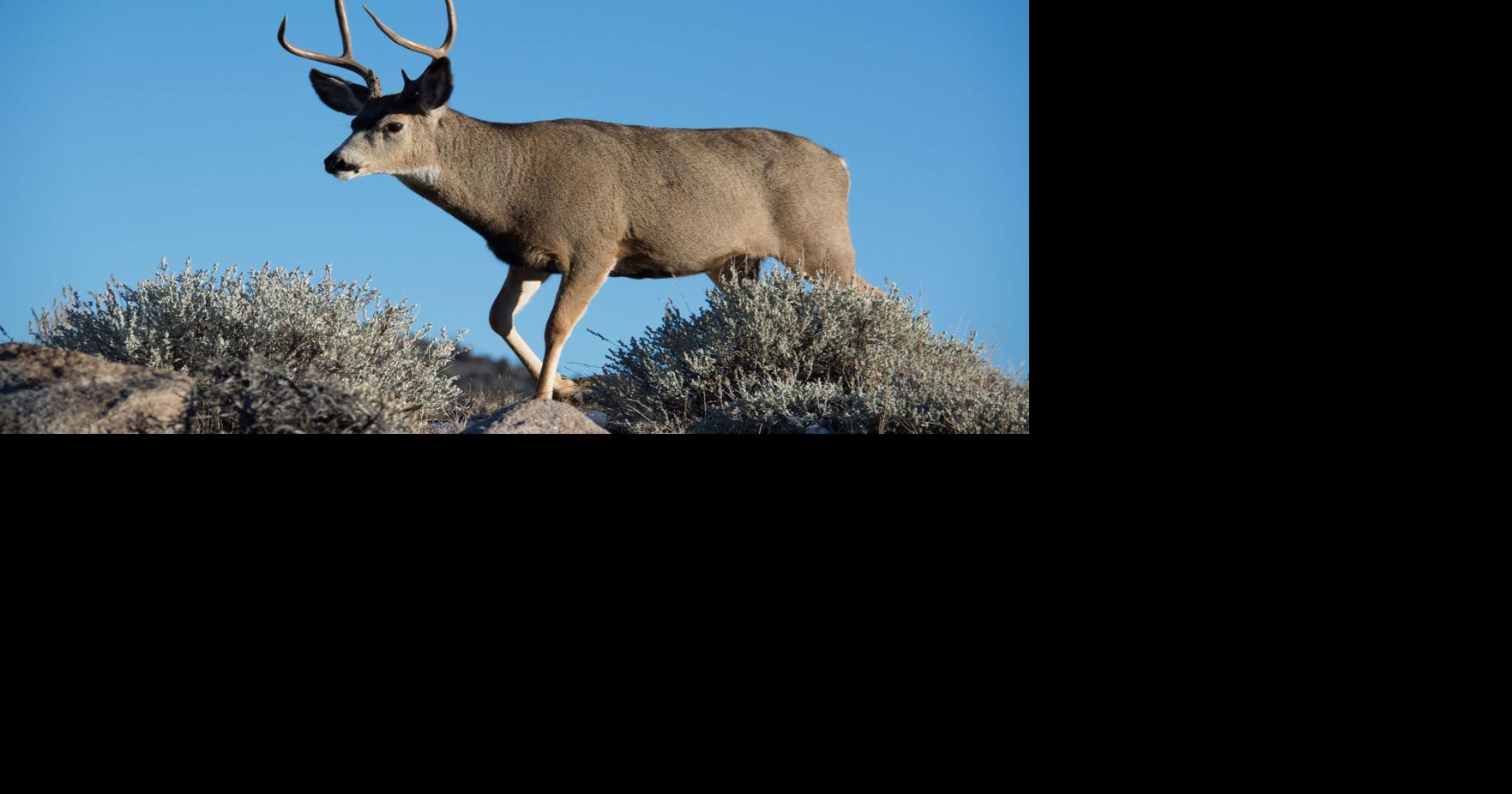 Montana's big game hunting season outlook for southwest Montana