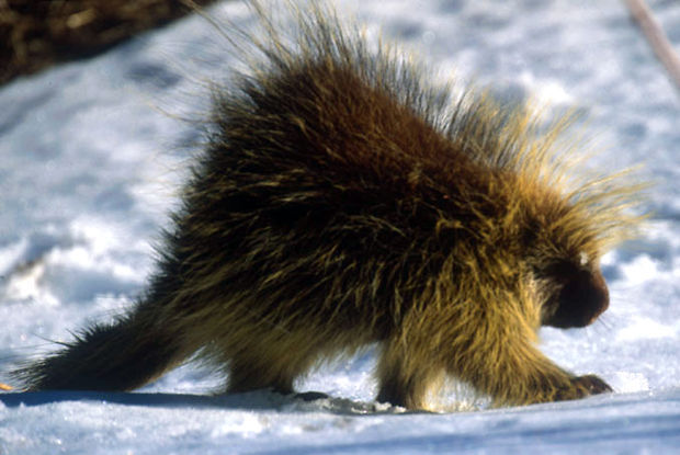 Do porcupine quills hold the secret to lighter, stronger materials