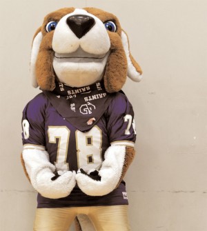 saints jersey dog