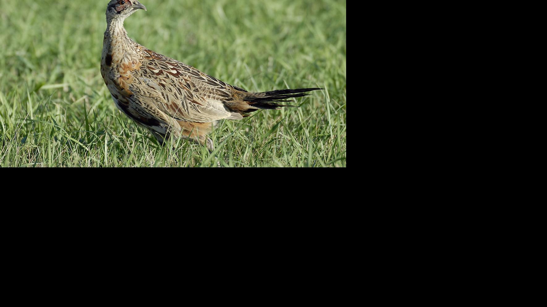 Drought has big impact on North Dakota pheasant population Outdoors