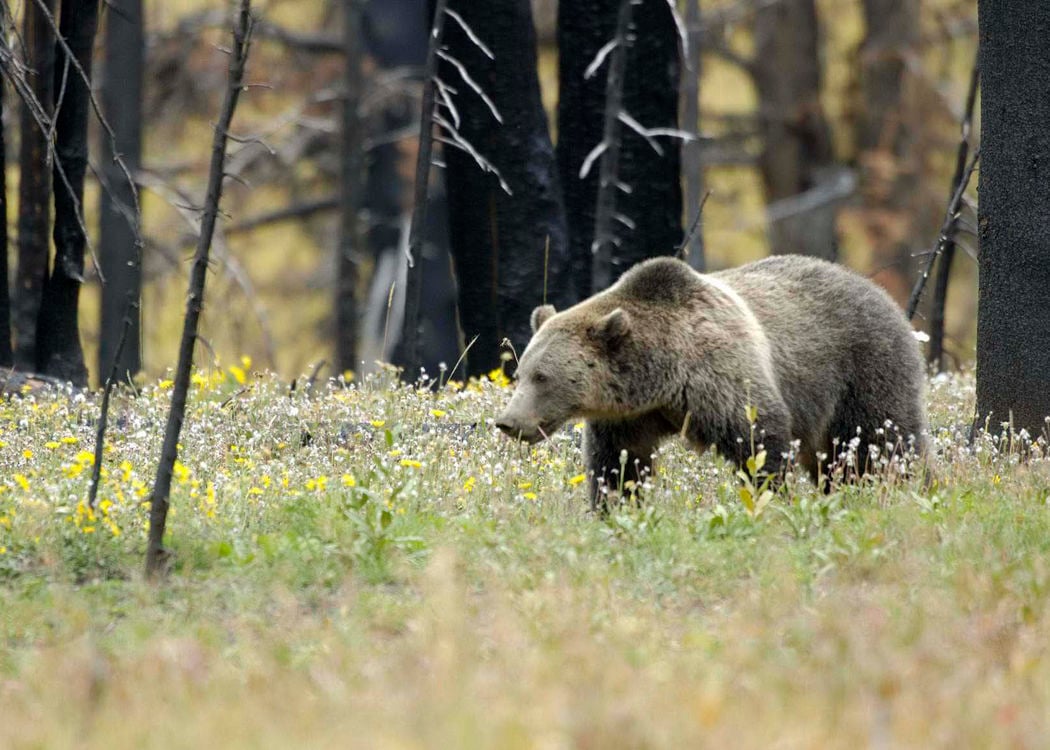 Grizzly Kitchen Towel - Grizzly bear conservation and protection