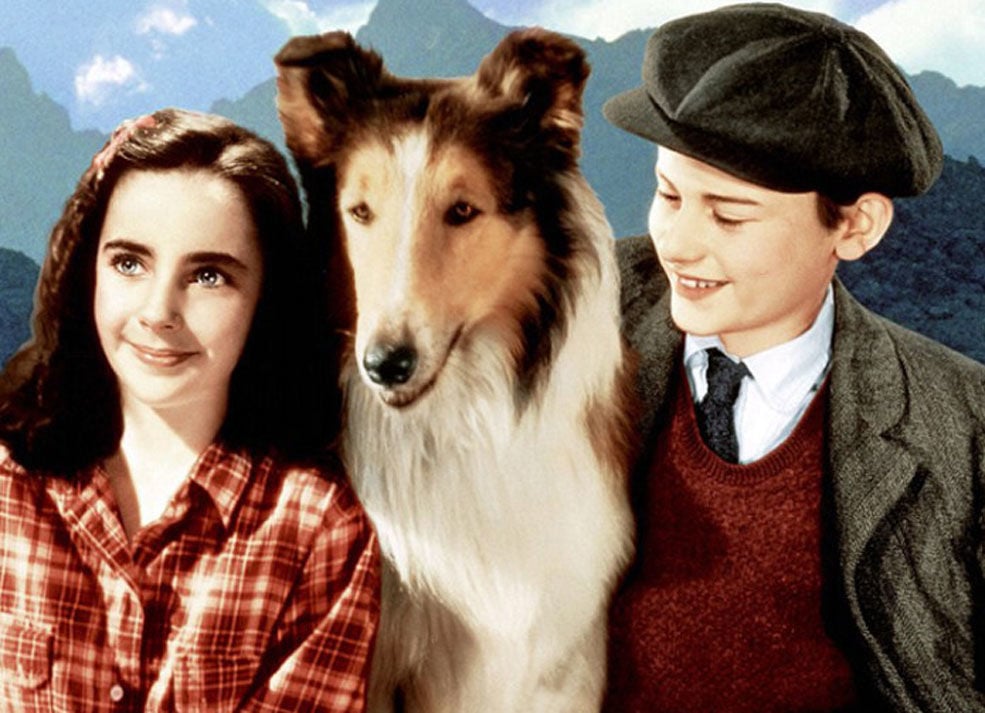 Movies! TV Network  Lassie Got Paid More Than Elizabeth Taylor!