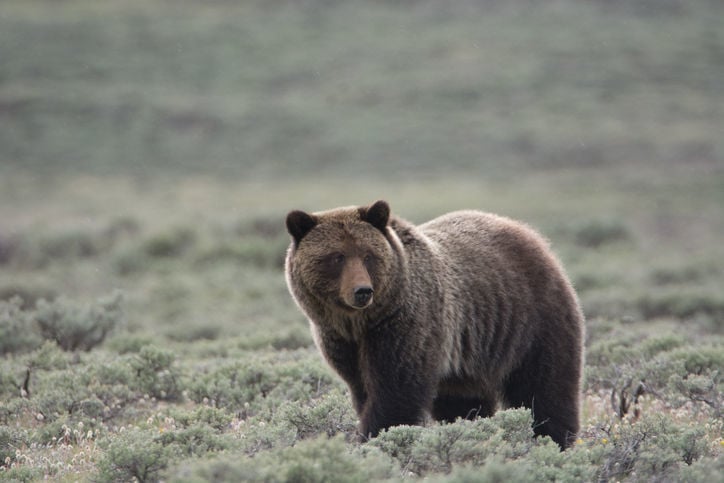 Grizzly bear