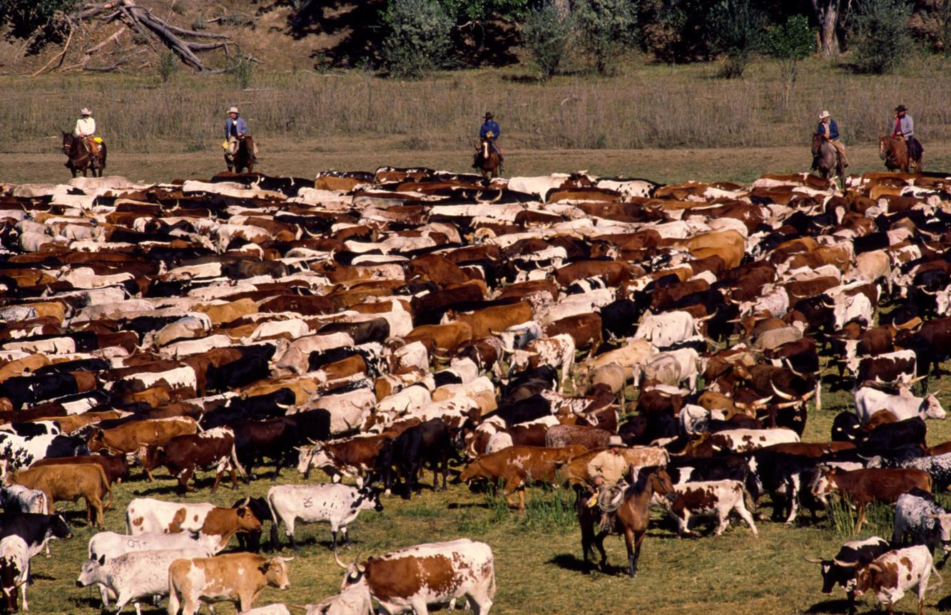 Retrospective The Great Montana Centennial Cattle Drive of 1989