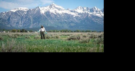 Grand Teton NP to restore native sagebrush, grasses to 150 acres this summer - Vimarsana News