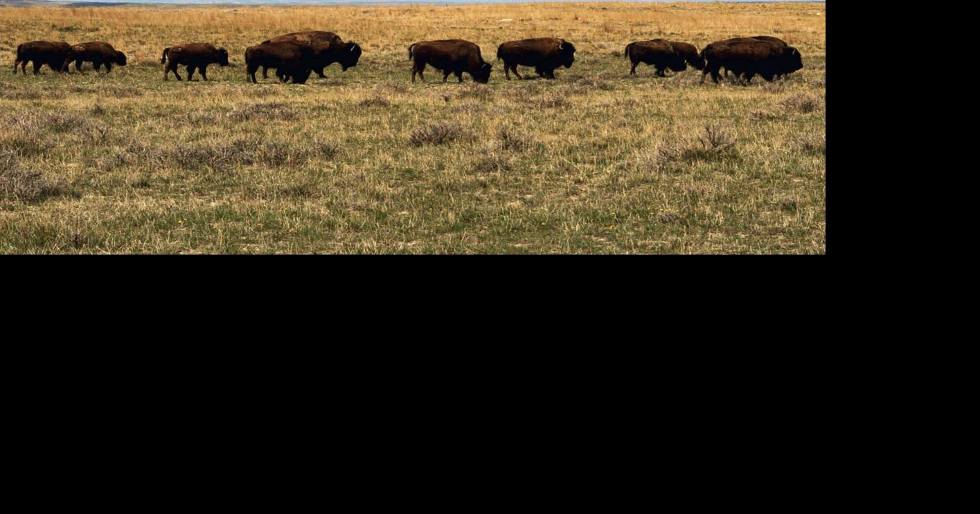 Governor appeals for stay in BLM bison grazing decision
