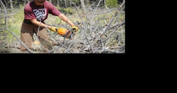 City to remove 'thousands' of Mount Helena beetle-kill trees - Vimarsana News