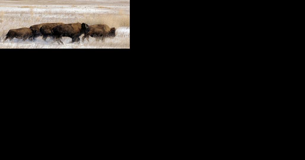 112 Yellowstone bison transferred to the Fort Peck Tribes - Vimarsana News