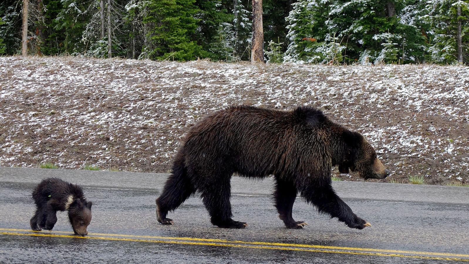 Grizzly managers ponder complicated summer - Vimarsana News