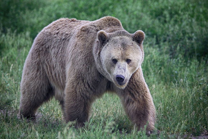 Bozeman hunter shoots, kills 500-pound female grizzly bear | | helenair.com