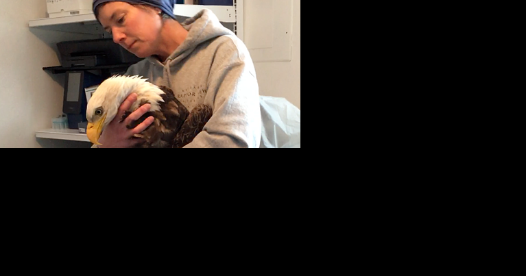 Bald eagle named Darby dies from lead poisoning - Vimarsana News