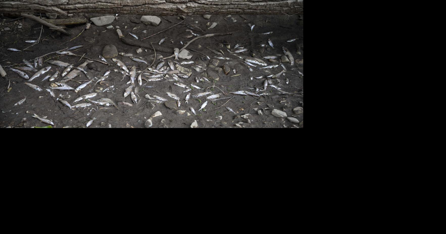 Dead fish and low water: Lolo Creek is experiencing 'climate weirding'