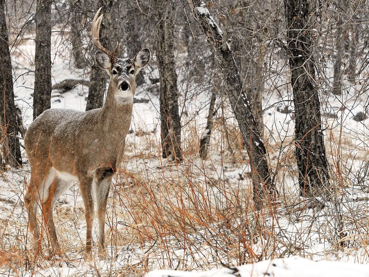 Single horn deer