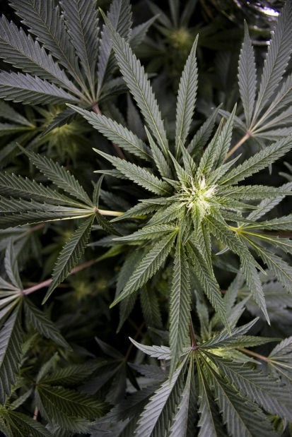 Marijuana Plant