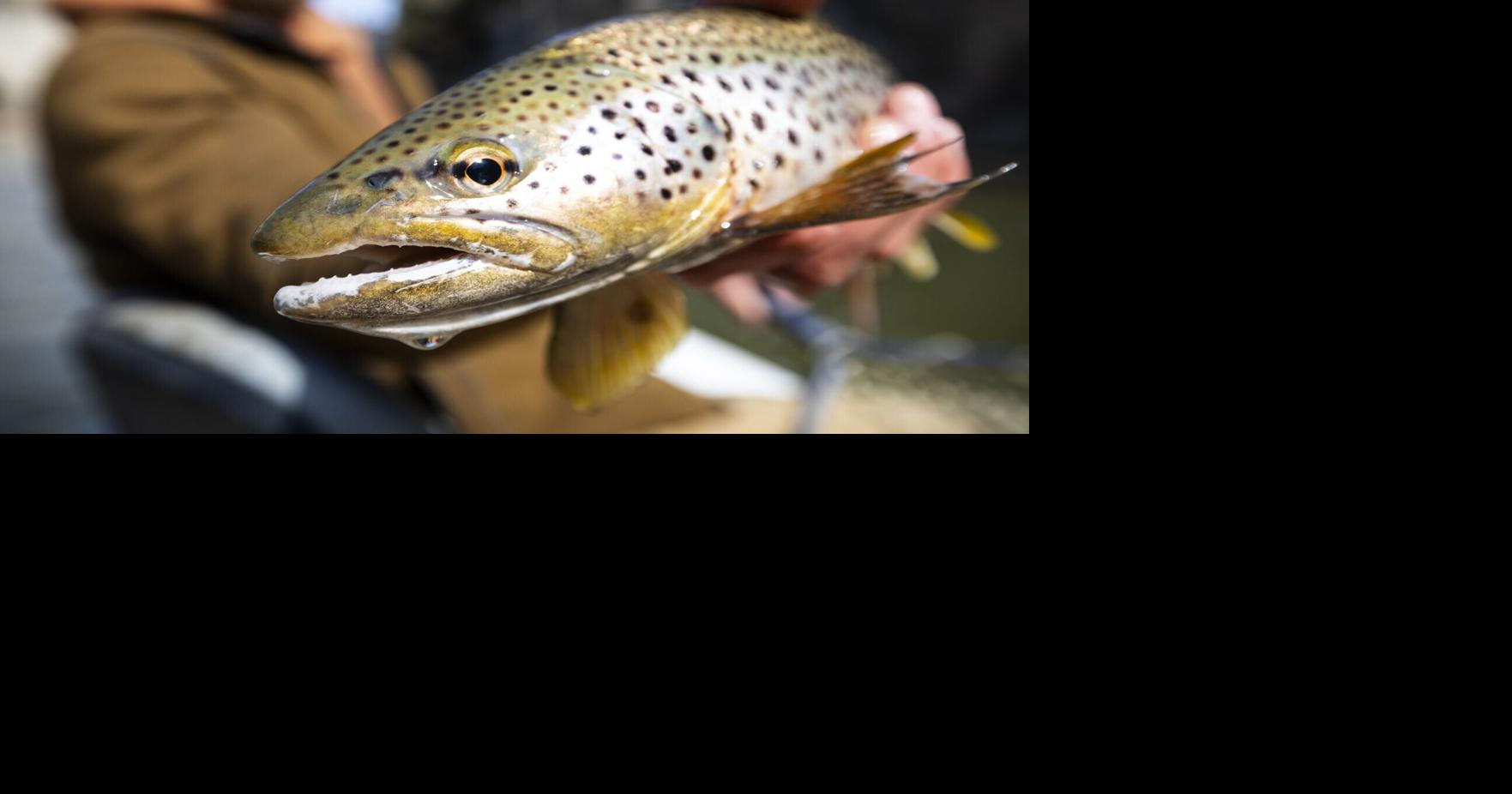 PBS Montana report undercuts state's message on 'forever chemicals' in fish