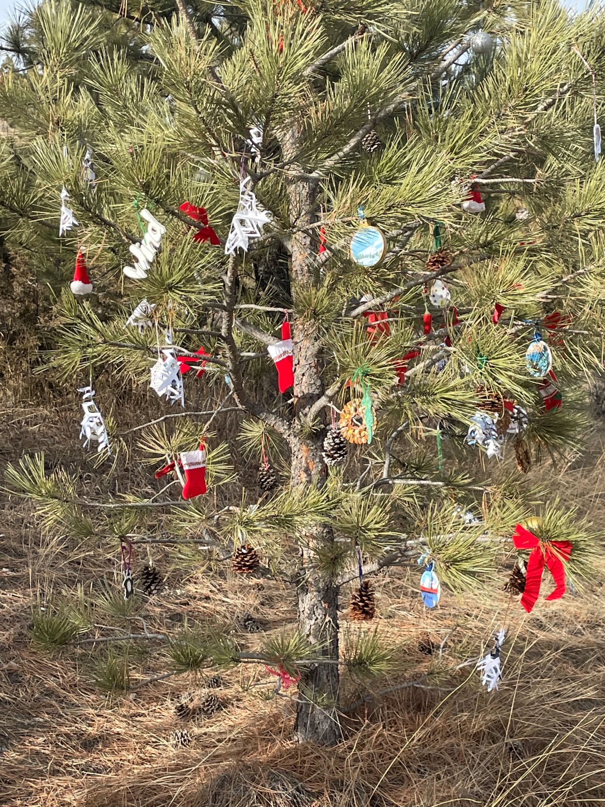 Festive Trees Dot The Mount Helena Trailhead Landscape