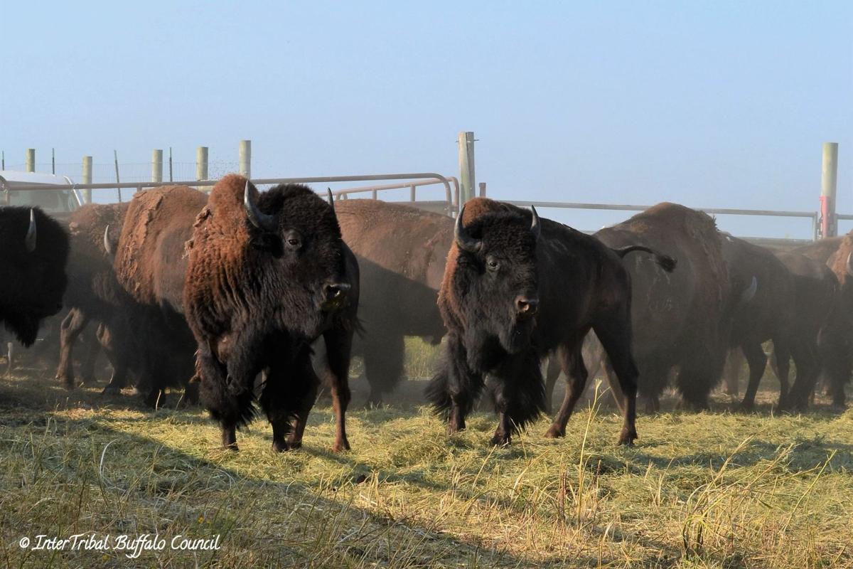 The bulls
