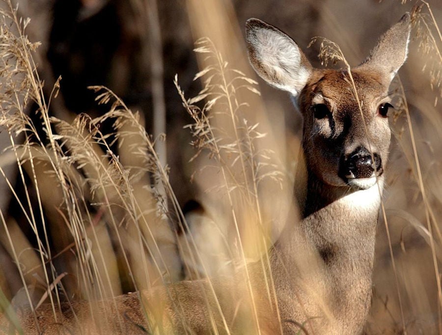 Montana deer populations trending up Outdoors
