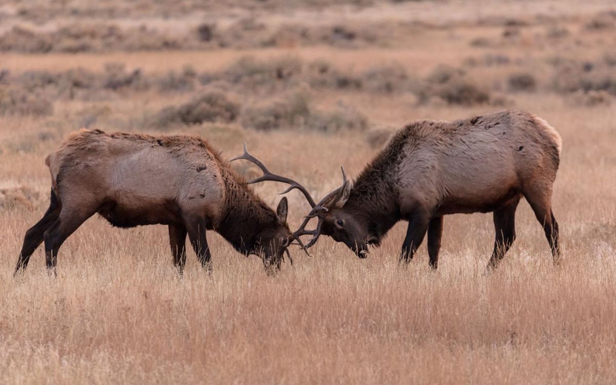 Elk fight