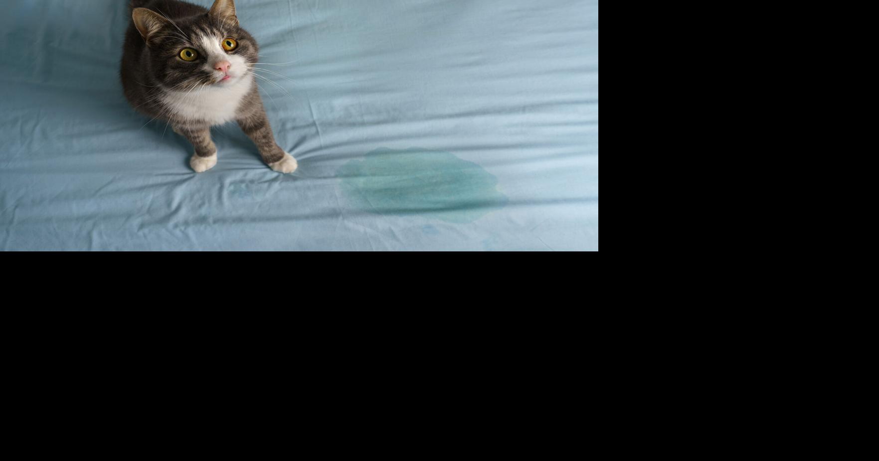 My Pet World Is your cat urinating in bed? Here are some reasons why