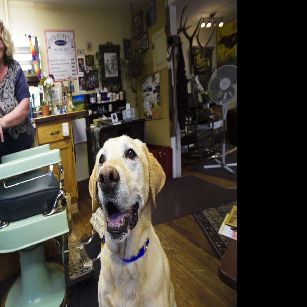 Barbers Plead To Keep Allowing Dogs In Shops Salons After