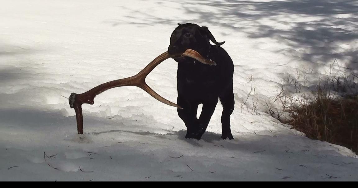 Outdoor briefs: Rules for shed-antler hunting; baby animal reminder