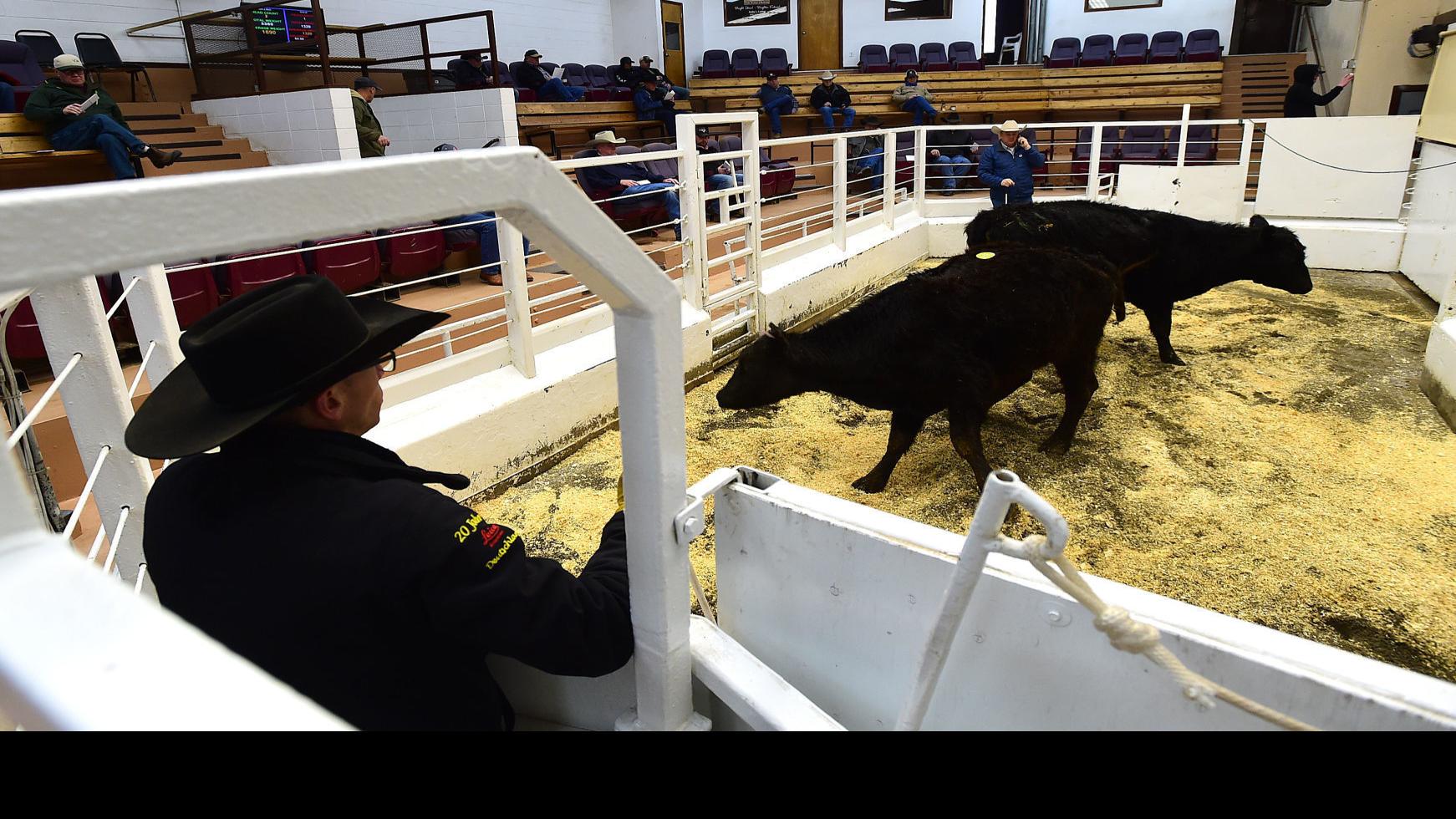 Montana Senators Pushing Bill To Support Cattle Prices 406